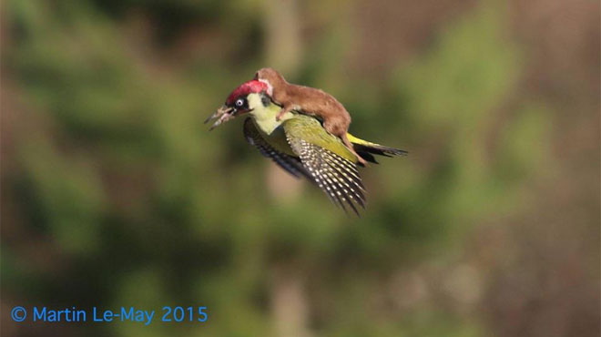 Une belette s'agrippe à un pivert en plein vol: les spécialistes restent sceptiques (photo)