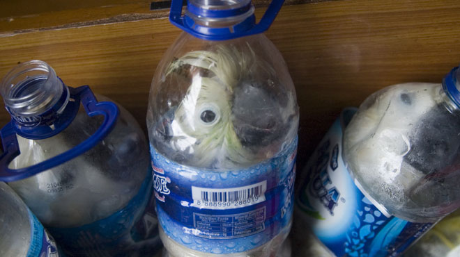 Cacatuas são contrabandeadas em garrafas de água mineral