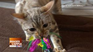 Chasse aux chats bengal ! - Vidéo - RTL TVI