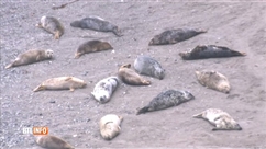 Mystère: plus de 40 phoques retrouvés morts