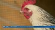 Selon une étude française, les poules rougissent en fonction de ce qu'elles voient et ressentent.