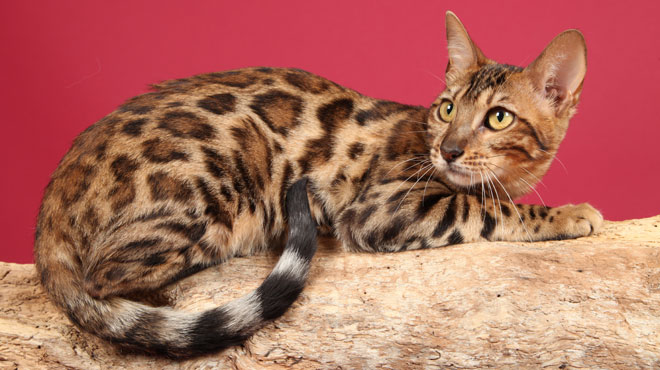 Pourquoi Ce Chat Aux Taches De Leopard N Est Pas Reconnu Comme Un Animal Domestique En Wallonie Rtl Info