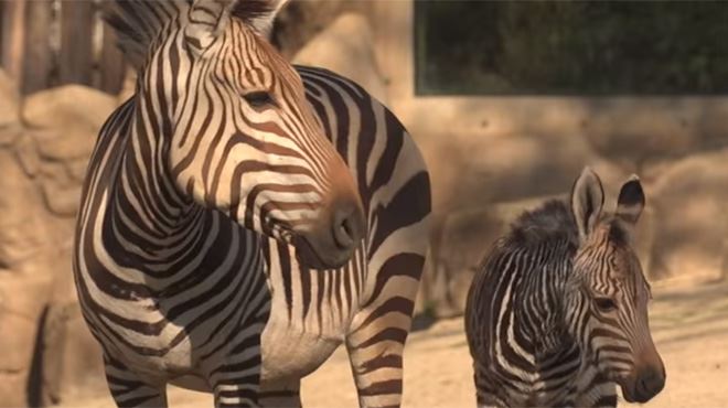 Un Bebe Zebre Des Montagnes Nait Au Zoo D Anvers Une Femelle Qui Se Nomme Ulani Video Rtl Info