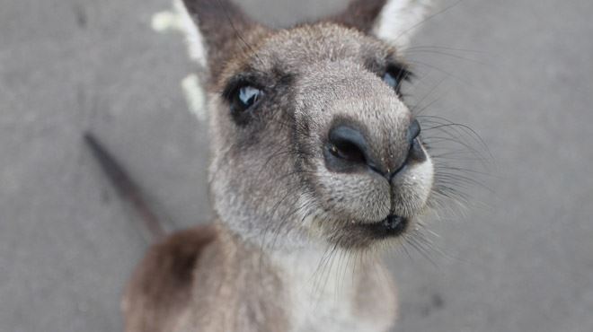 caleçon poche kangourou