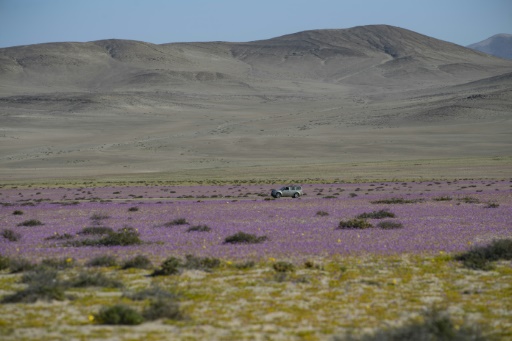 Chile: el espectáculo irregular del “désert fleuri” de regreso en l’Atacama
