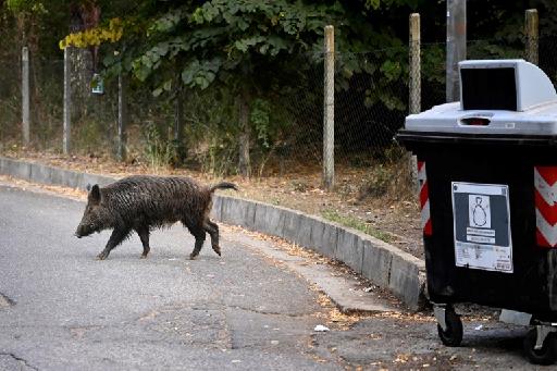Gevallen van Afrikaanse varkenspest in Noordwest-Italië