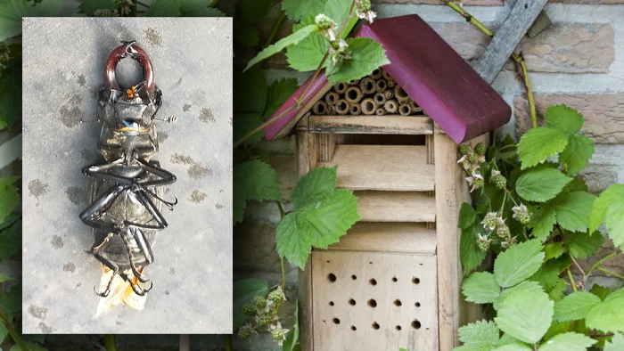 "6 cm de long, et vu leurs pinces, sont-ils dangereux?": quel est cet énorme insecte aperçu dans un jardin à Namur?