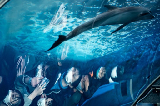 Comienza la polémica temporada de caza de delfines en Japón