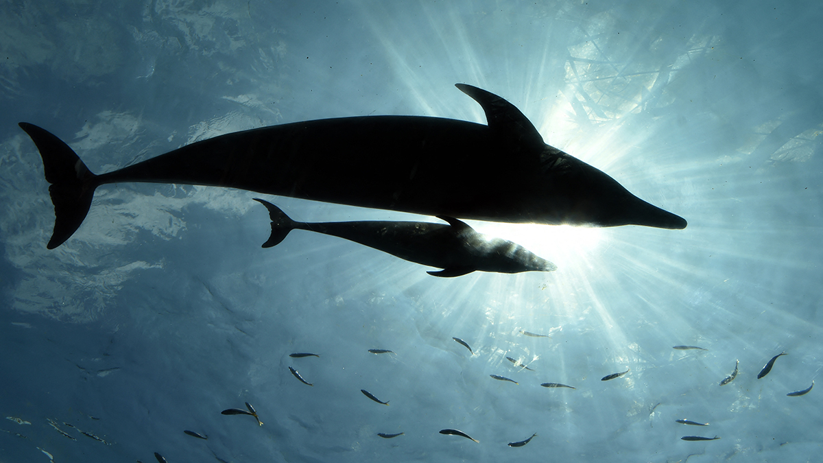 Comienza la polémica cacería de delfines en Japón: algunos atrapados en redes se asfixian y se ahogan