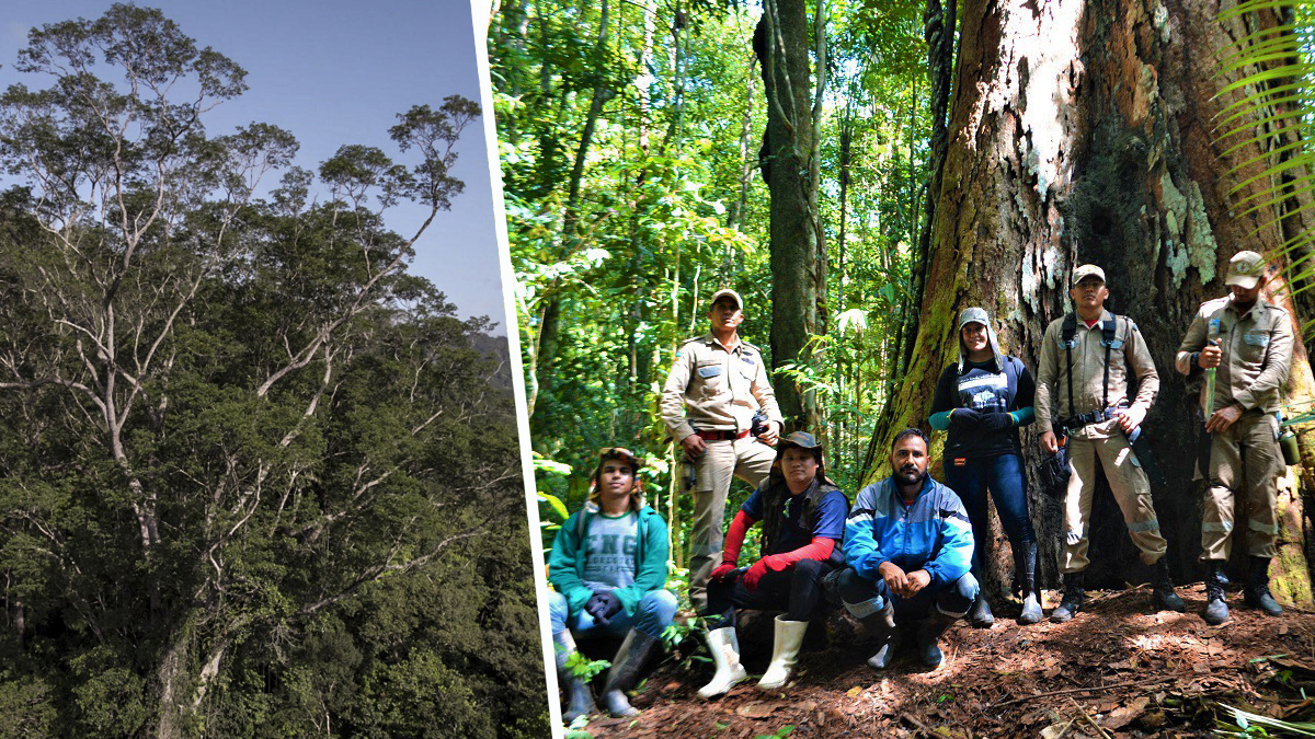 ‘Semplicemente divino’: gli scienziati raggiungono l’albero più alto trovato nella foresta amazzonica (foto)