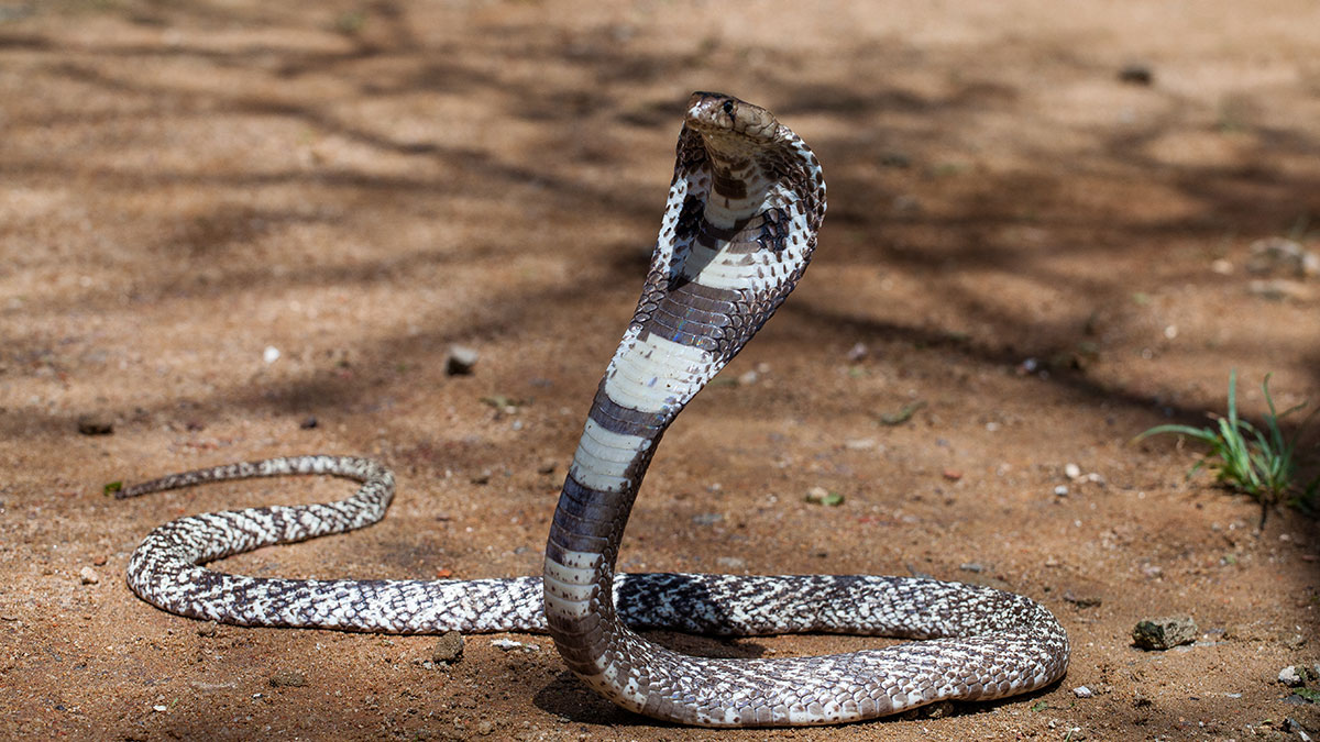 ‘È successo tutto in un lampo’: un cobra in India lo ha aggredito, un bambino di 8 anni l’ha morsa per difendersi… e l’ha uccisa.