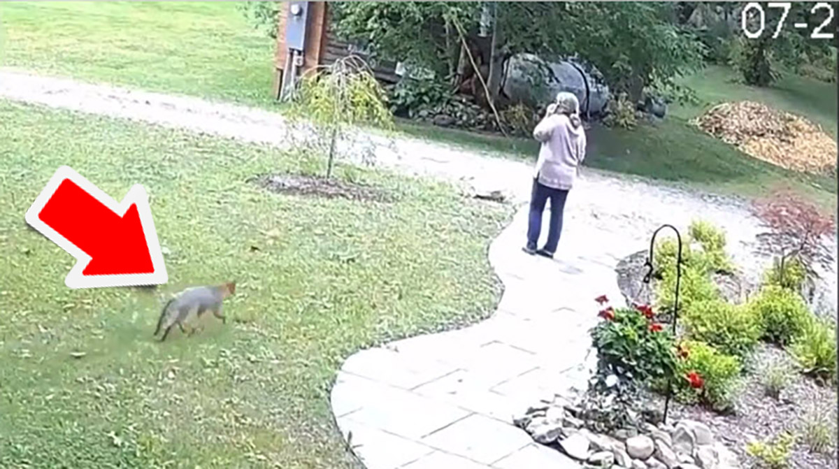 Questa donna viene aggredita da una volpe rabbiosa nel suo giardino: ‘Può succedere a chiunque’ (video)