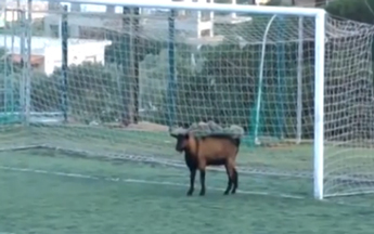 Un match en Crète a été interrompu par… une chèvre (vidéo) - RTL sport