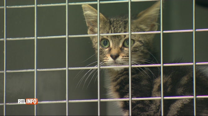 Les Refuges Animaliers Sont Saturés De Chatons