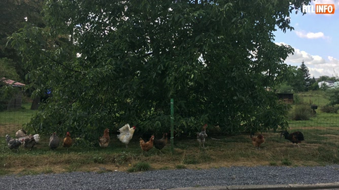 Le Sommeil Demilie Perturbé Par Le Chant Des Coqs De Son Voisin à