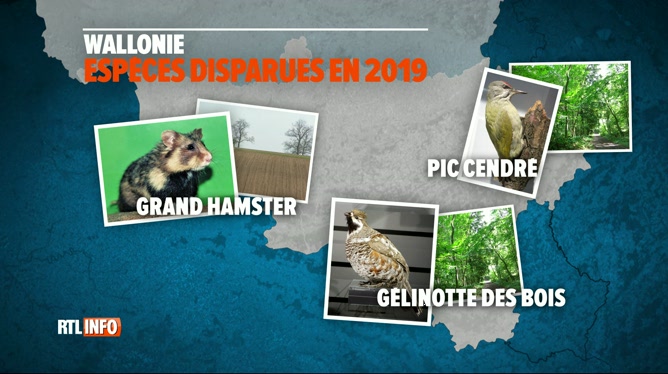 Biodiversité Trois Animaux Ont Disparu En Wallonie Cette Année